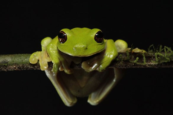  ����������� ��� ������� ������������ ��������� ������� Litoria sauroni 