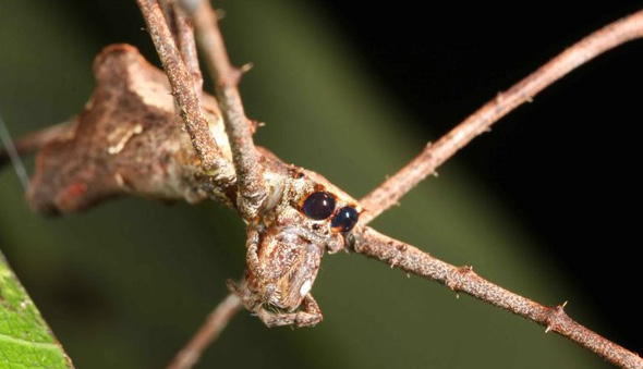  ���� �� ��������� Deinopidae 