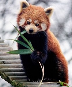 Firefox