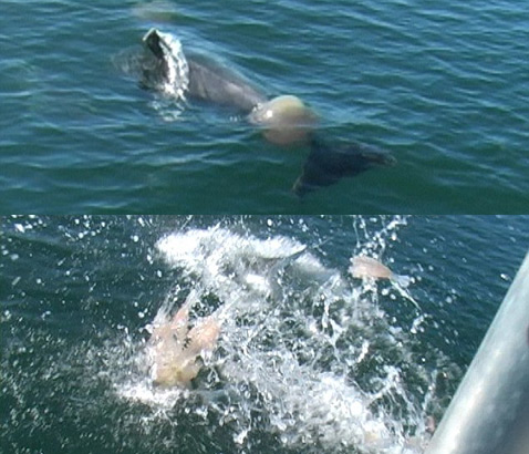 Дельфины замечены за игрой в ватербол медузами