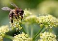 Ученые будут тренировать пчел на поиски взрывчатки