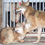 Корейцы впервые клонировали волка