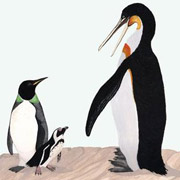 Открыт гигантский тропический пингвин