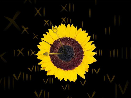 Sunflower Clock Screensaver 2.3 - скринсейвер