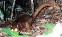 В Борнео нашли необычного зверька