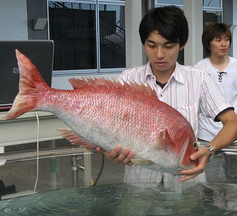 Японская рыба-робот выглядит, как настоящая