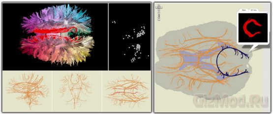 Навигационная карта мозга