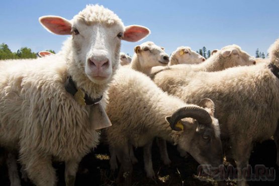 SMS от овцы