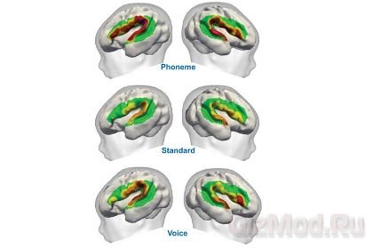 Человеческий мозг различает звуки речи до рождения