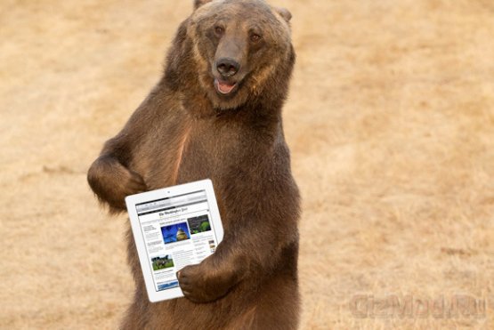 Спрей против медведей помог ограбить Apple Store
