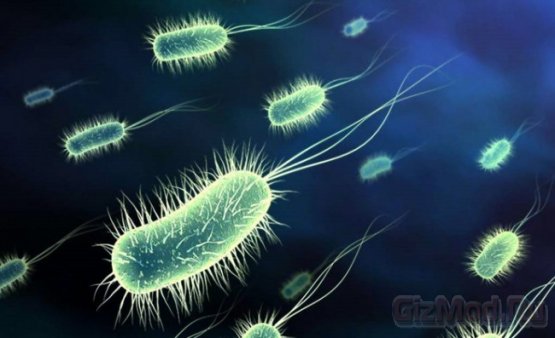 Ученые "натравили" бактерии на уничтожение патогенов