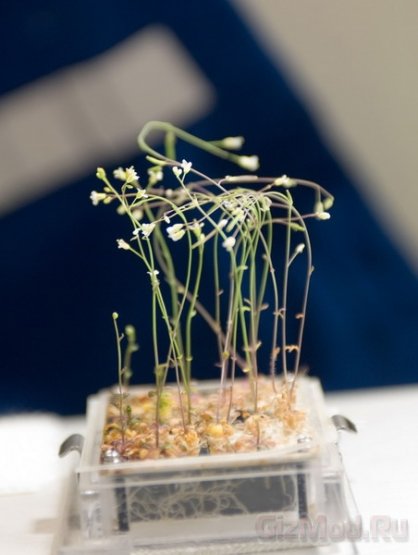 На МКС растения чувствуют себя лучше чем на Земле