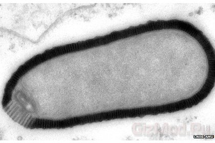 Ученые оживили гигантский древний вирус