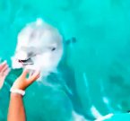 Дельфин спас телефон