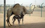 В Дубае клонировали верблюда