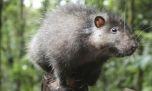 В Папуа-Новой Гвинее нашли гигантскую крысу