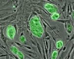 Ученые определили причину бессмертия клеток