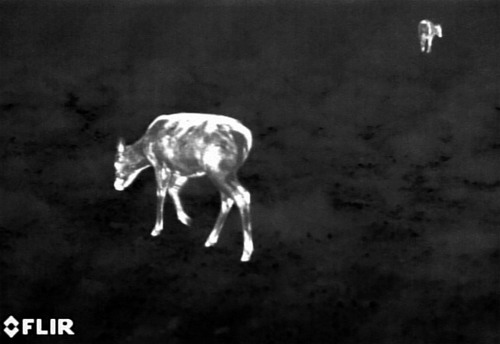 Flir, Scout