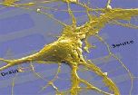 Ученые изготовили микросхему с клетками мозга
