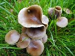 Галлюциногенные грибы и мистика
