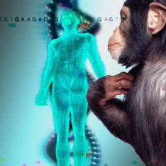 Расшифрован геном шимпанзе