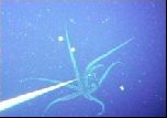 Подводные съемки гигантского кальмара