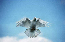 Китайцы научились дистанционно управлять голубями