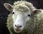 Ученые создали первую химеру - человеко-овцу