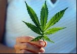 В Нью-Мексико врачи разрешили марихуану