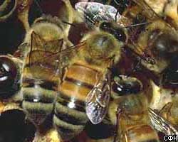 Ученые: из-за мобильных телефонов вымирают пчелы