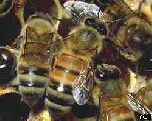 Ученые: из-за мобильных телефонов вымирают пчелы