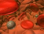 Ученые разрабатывают искусственную кровь