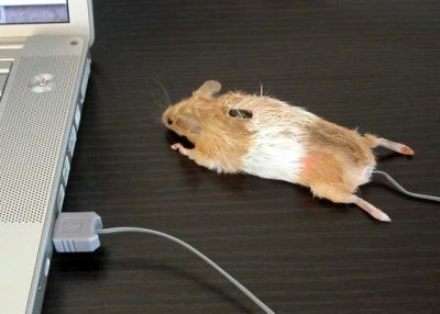 Мышь для ПК на основе «мыши обыкновенной»