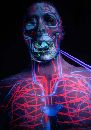 Внутренние органы увидят в 3D