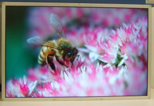Новый 30-дюймовый монитор Samsung Electronics