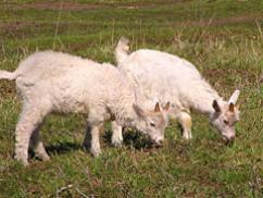 В Беларуси создали трансгенных козлят