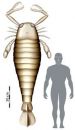 Обнаружен гигантский 2,5-метровый скорпион