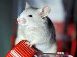 Мышь поможет человеку избавиться от рака