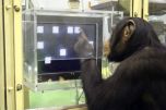 Человек против шимпанзе: тест на память провален