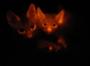 В Корее клонировали «светящихся» котов