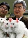 В Корее клонировали «светящихся» котов