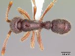 Новый вид муравья назван в честь Google