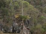 Открыт новый вид растений - "пальма-самоубийца"