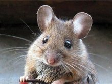 Мыши помогут вылечить астму у людей