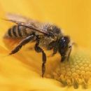 Пчелы узнают людей в лицо