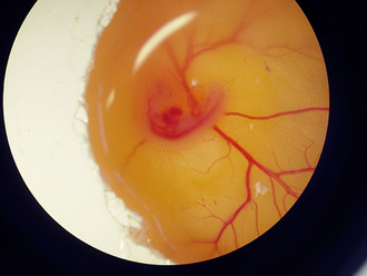Созданы первые гибридные эмбрионы