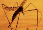 Трупы комаров в интернете пользуются популярностью