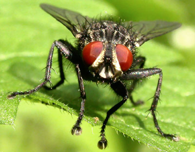 Раскрыт секрет неуязвимости мух