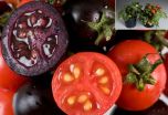 Фиолетовые помидоры помогут в борьбе с раком