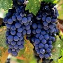 Виноград защищает от гипертонии